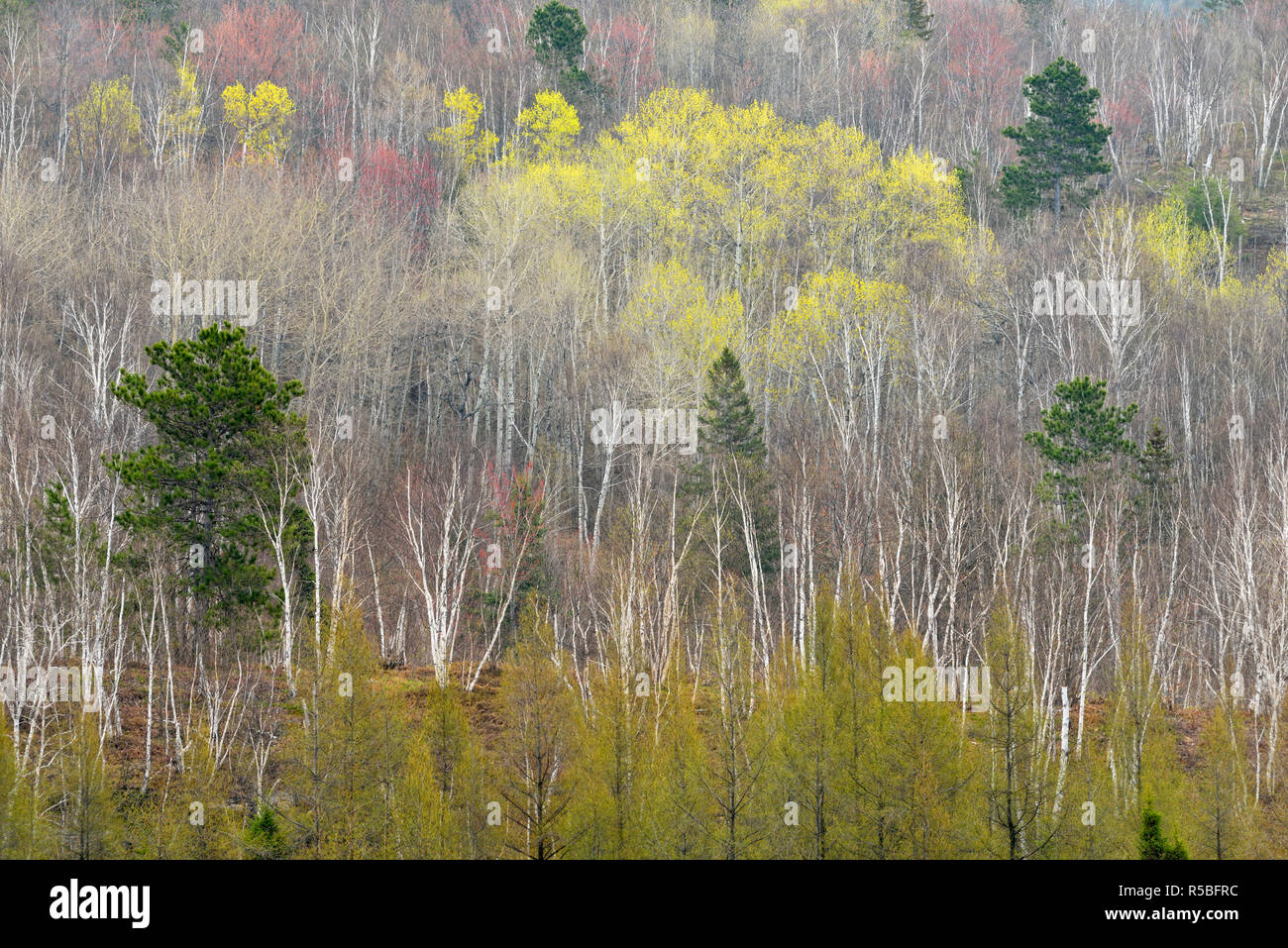 A hillside of birch and aspen with emerging spring foliage, Greater Sudbury, Ontario, Canada Stock Photo