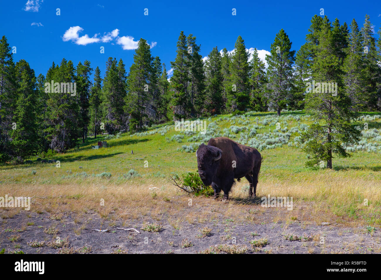 The bison in Yellowstone National Park Wyoming USA The Yellowstone