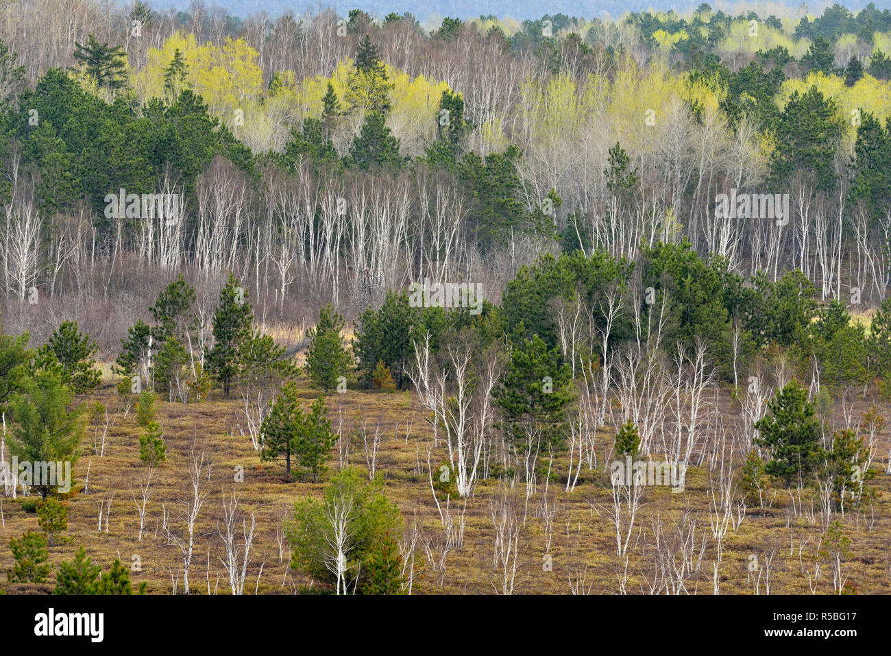 A hillside of birch and aspen with emerging spring foliage overlooks a beaver meadow with pine and larch, Greater Sudbury, Ontario, Canada Stock Photo