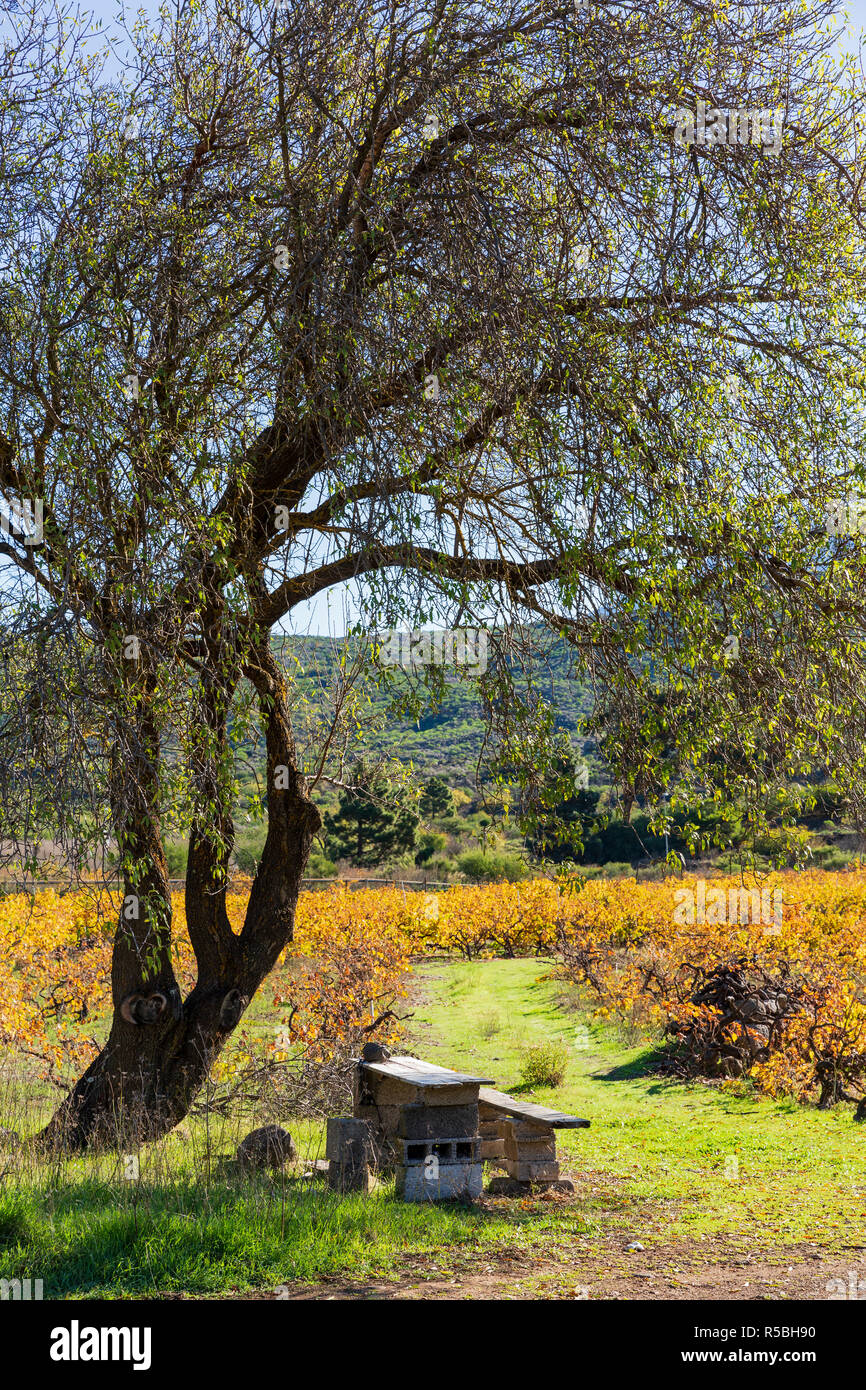 Shade under a tree with makeshift table and bench and autumn colour as the leaves turn golden in a vineyard at Santiago del Teide, Tenerife, Canary Is Stock Photo