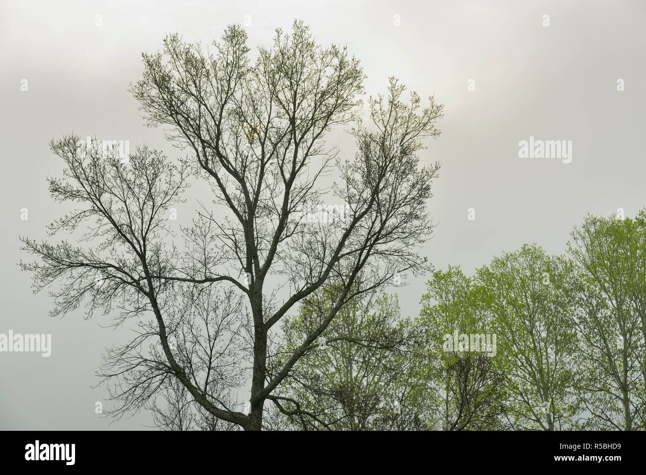 Tree with branching trunks hi-res stock photography and images - Alamy