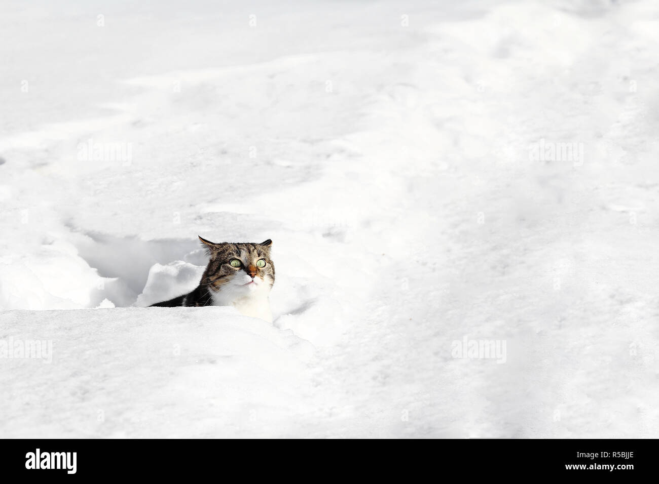 a little cat looks curiously out of the snow Stock Photo