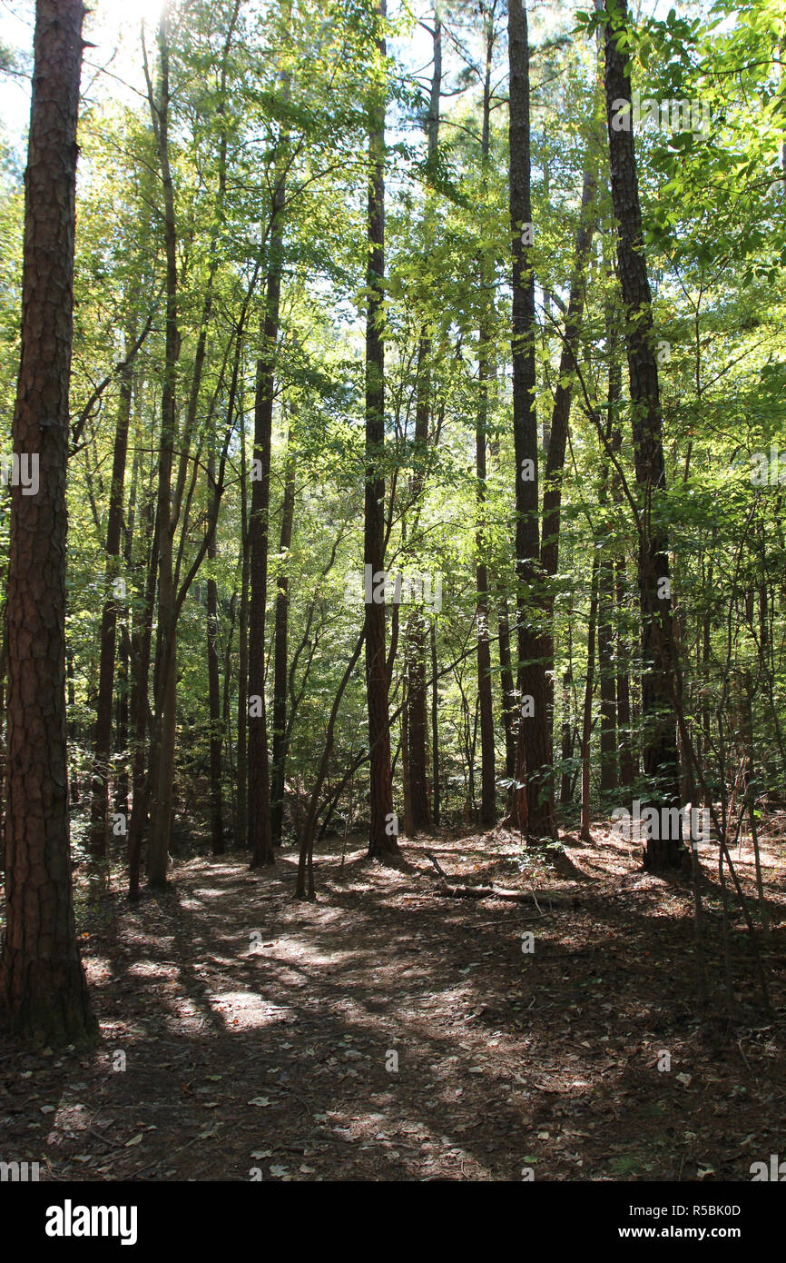 Hiking in a forest on Sal