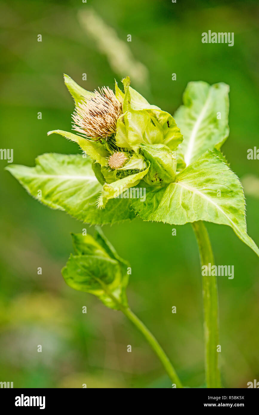 cabbage thistle,cirsium oleraceum,with blossom Stock Photo