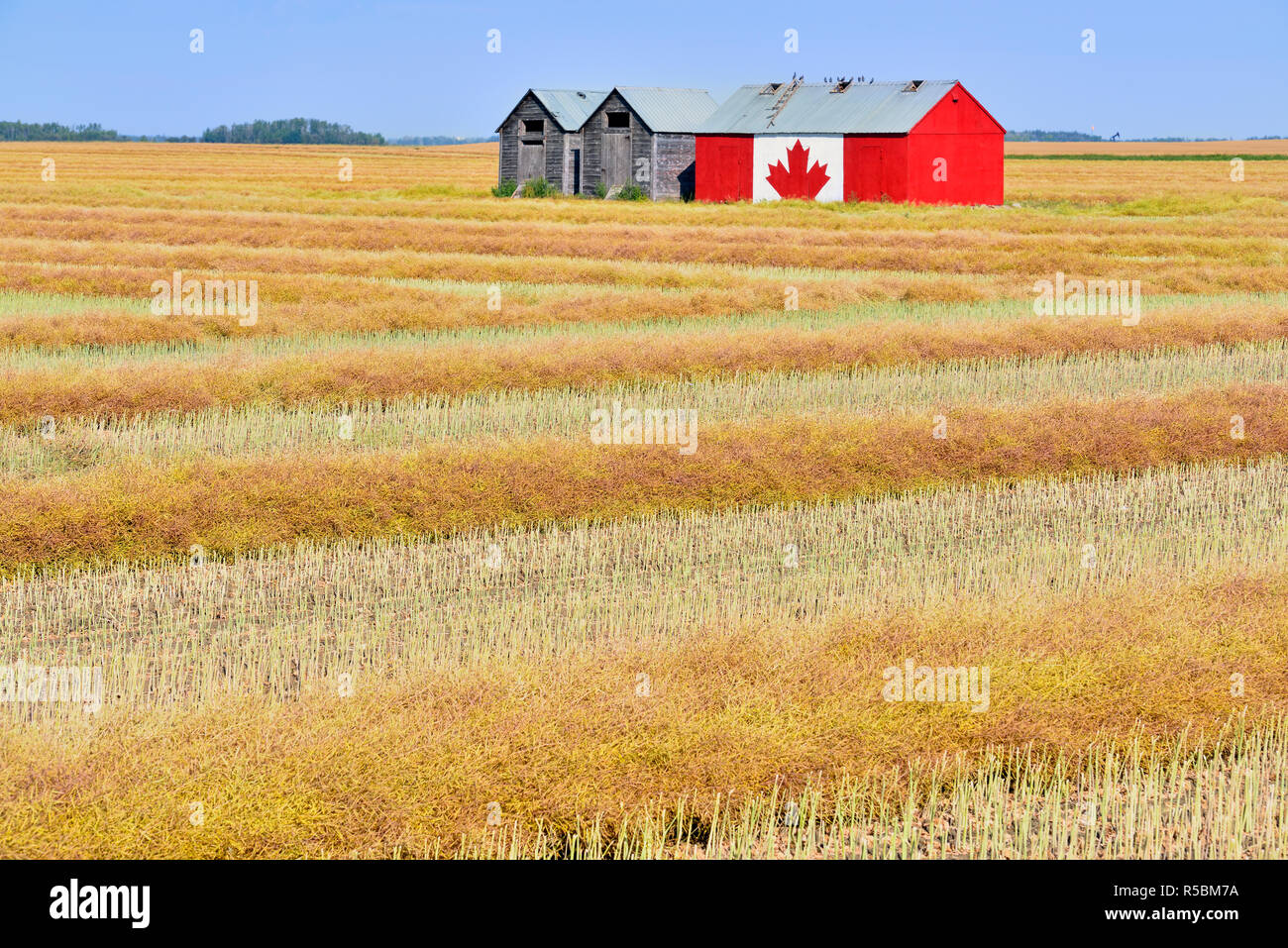 Canola fields with mown canola and maple leaf decorated shed, Little ...