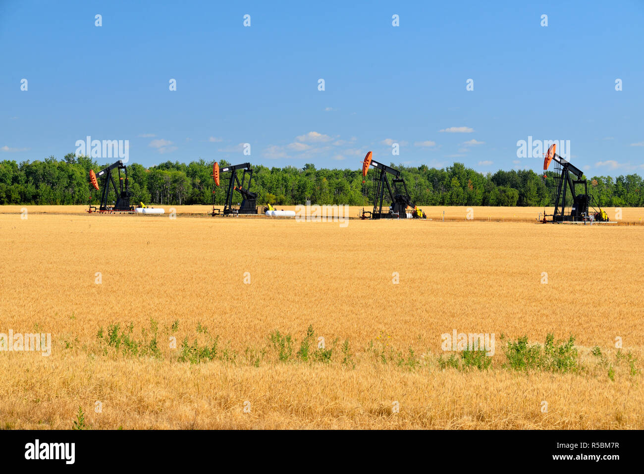 Wheat field with oil pumps, Guy, Alberta, Canada Stock Photo