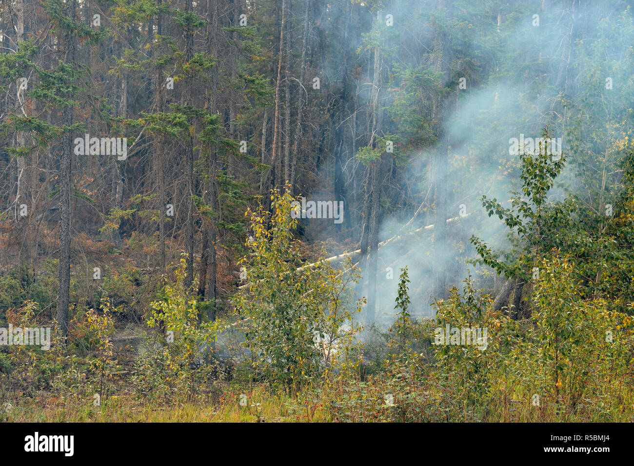 Forest fire 'hot spot' smoking near Hwy 3, Highway 3 to Yellowknife, Northwest Territories, Canada Stock Photo