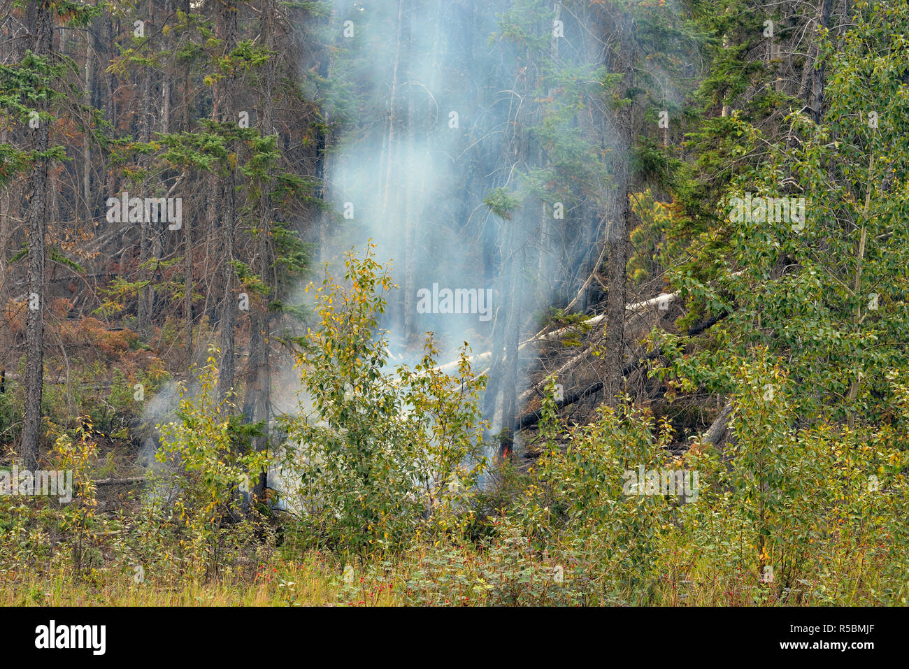 Forest fire 'hot spot' smoking near Hwy 3, Highway 3 to Yellowknife, Northwest Territories, Canada Stock Photo