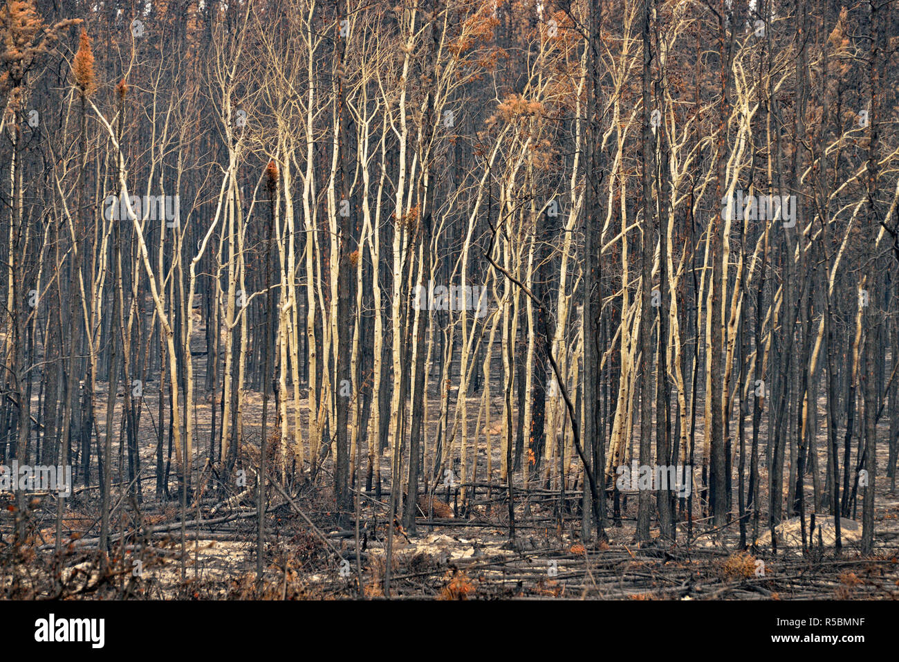 Fire Climax High Resolution Stock Photography and Images Alamy