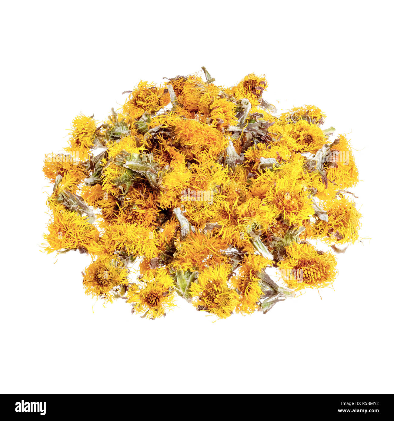 Dried flowers coltsfoot Tussilago farfara isolated on white. Stock Photo