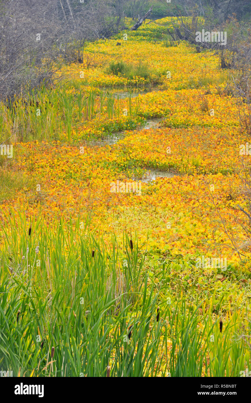 Pickerel weed water hi-res stock photography and images - Alamy