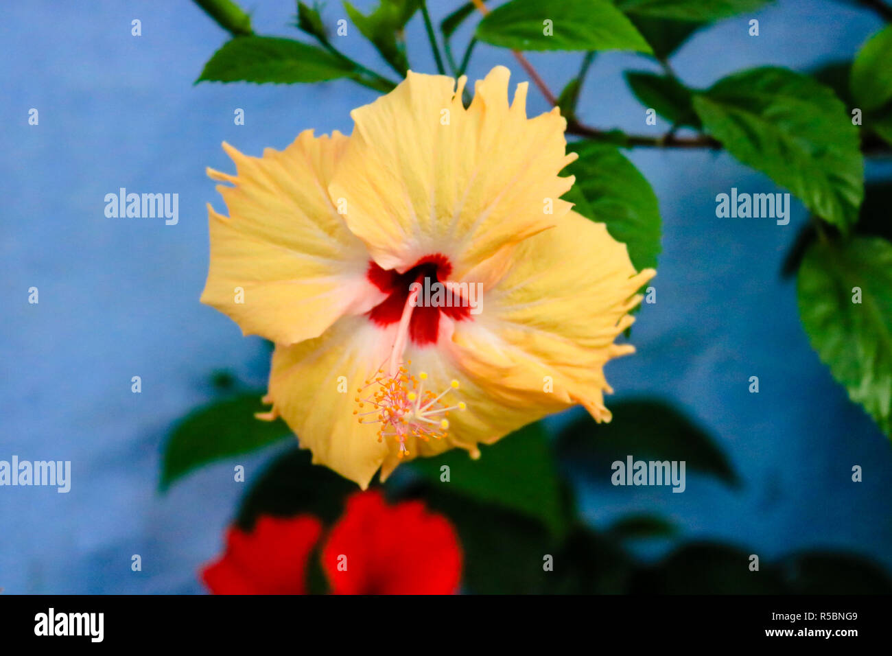 Rosemallows (Hibiscus) Flower also know as Orhul in India Stock Photo ...