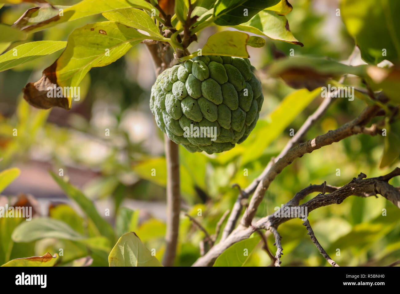 Custard Apple Tree High Resolution Stock Photography And Images Alamy