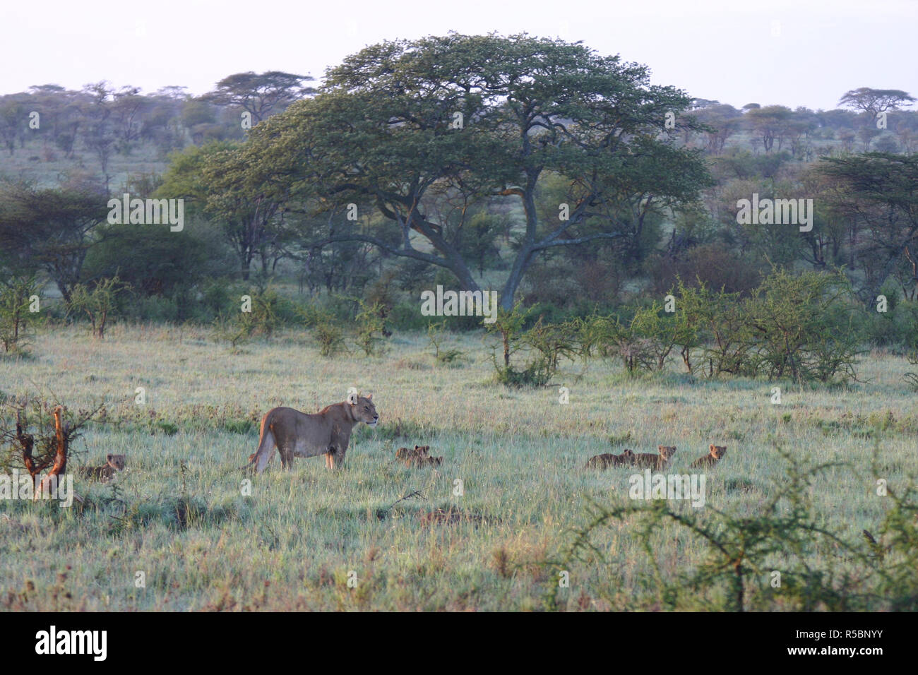 Lion wild dangerous mammal africa savannah Kenya Stock Photo Alamy