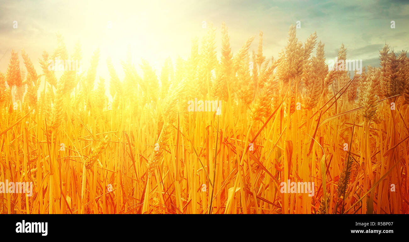Wheat field in summer Stock Photo - Alamy