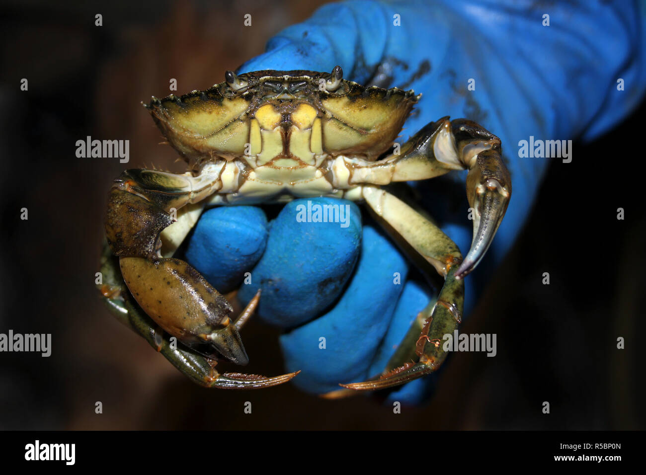 Common Shore Crab Carcinus maenas Being Held Stock Photo