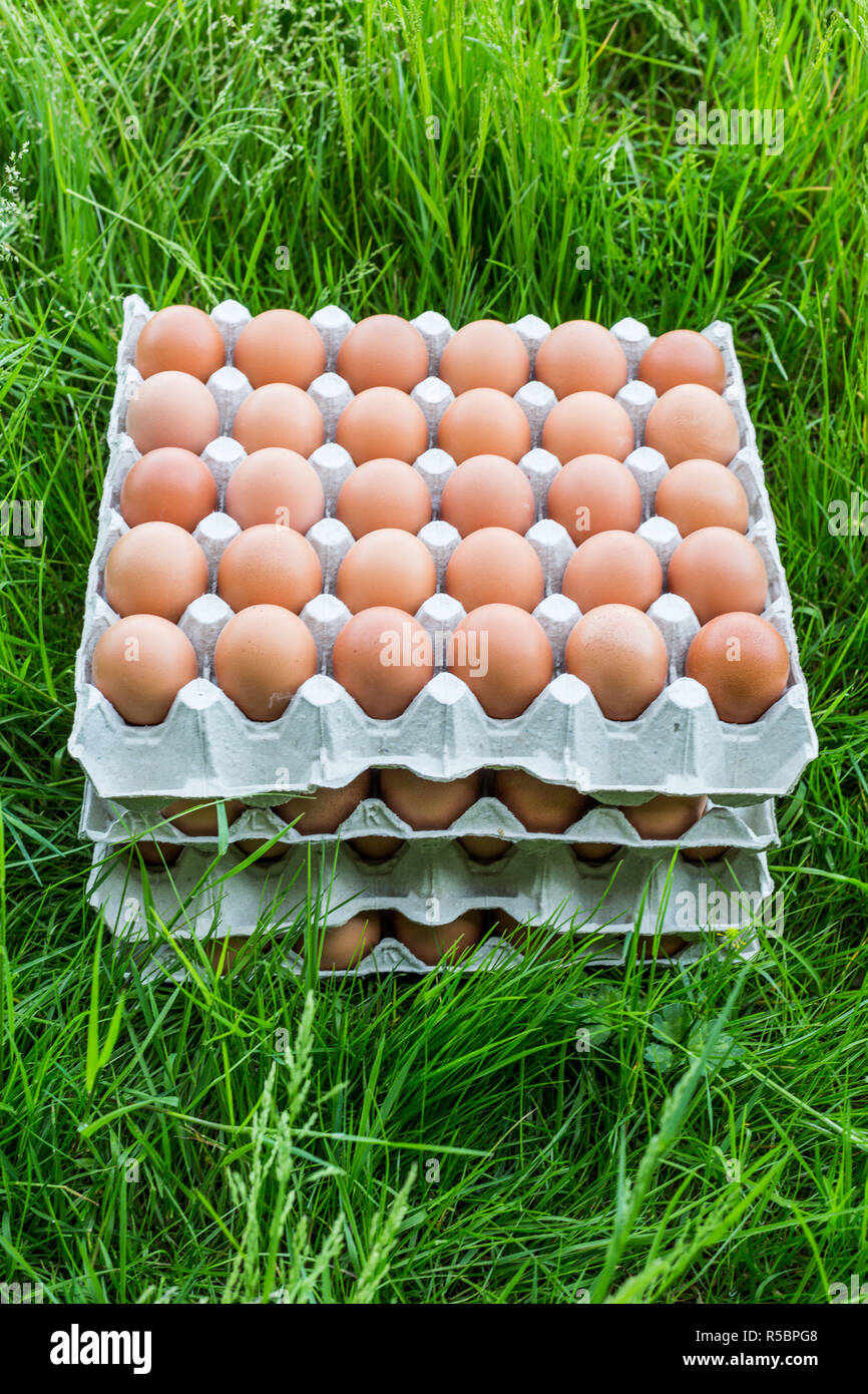 Organic eggs calibrated, France. Stock Photo