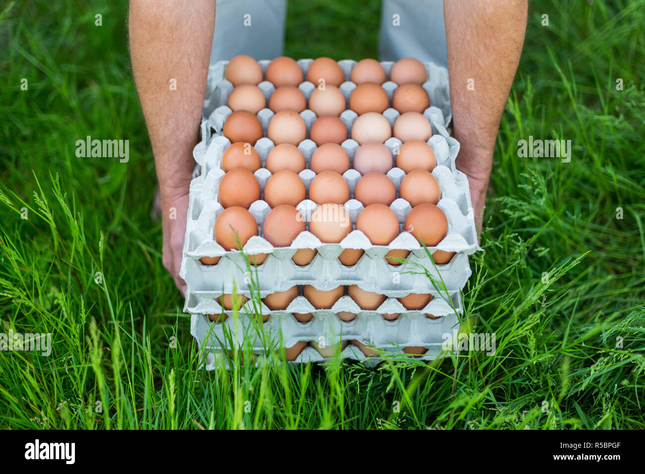 Organic eggs calibrated, France. Stock Photo