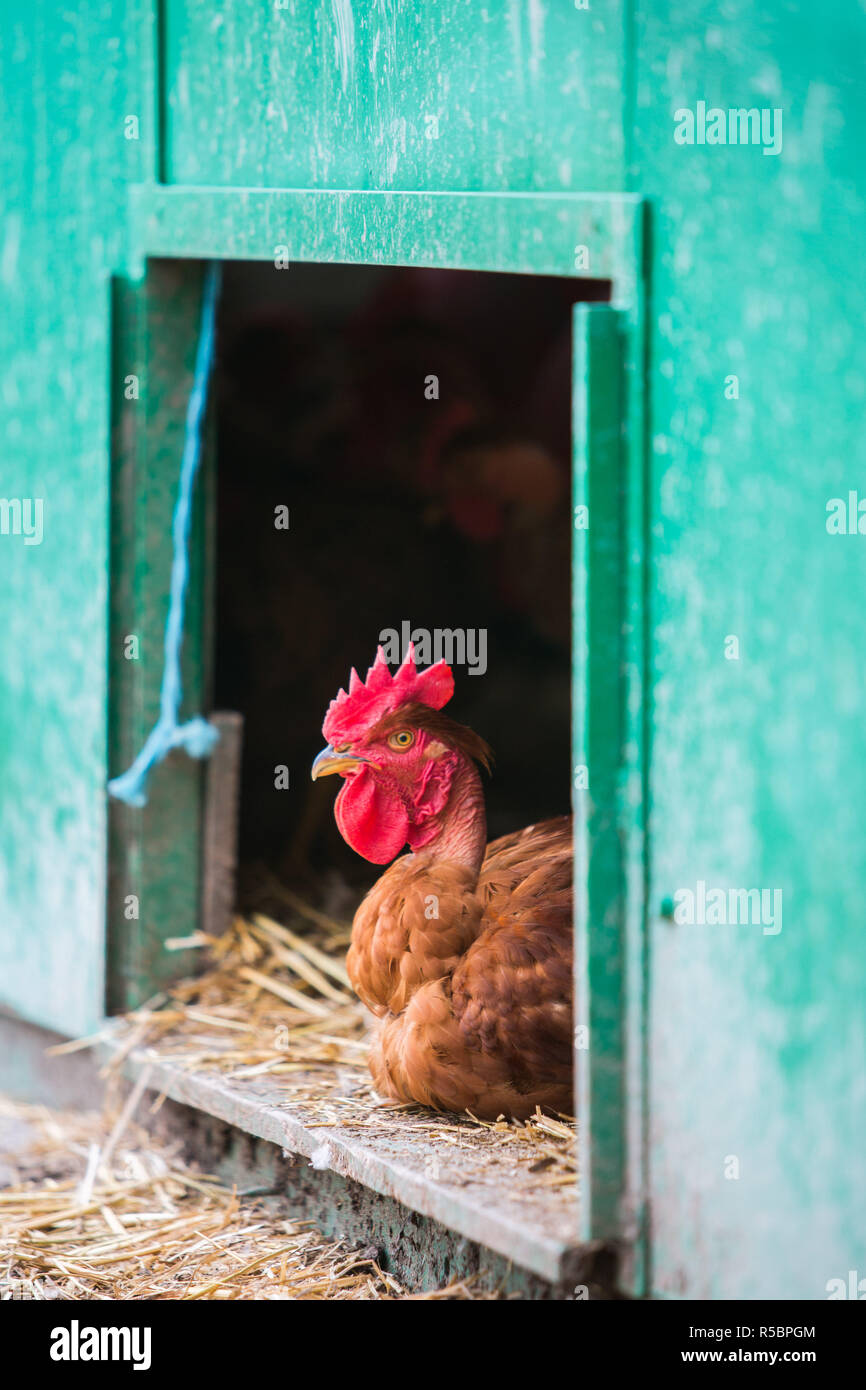 Organic chicken farming, Charente, France. Stock Photo