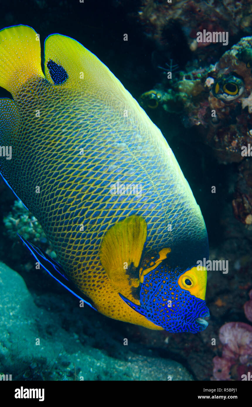 Yellowmask Angelfish, Pomacanthus xanthometopon, Pyramids dive site, Amed, east Bali, Indonesia, Indian Ocean Stock Photo