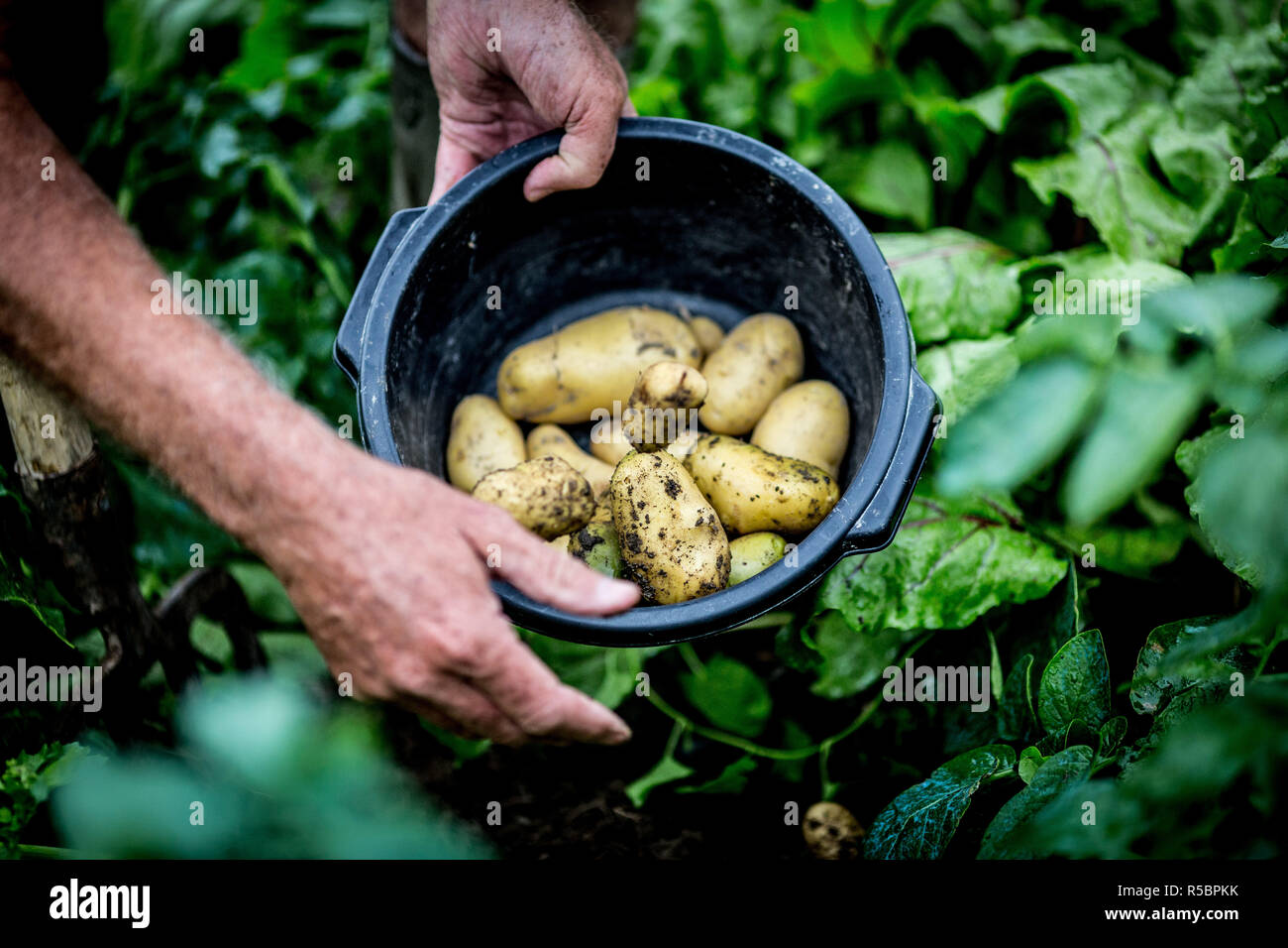 Crop of potatoes. Stock Photo