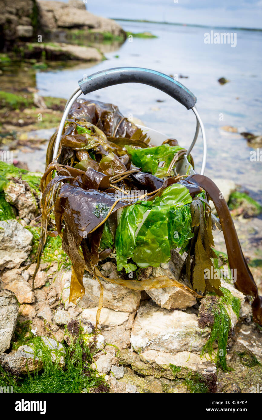 Seaweed collection. Stock Photo