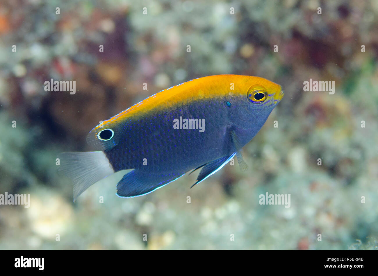 Whitetail Damselfish, Pomacentrus chrysurus, Pyramids dive site, Amed, east Bali, Indonesia, Indian Ocean Stock Photo