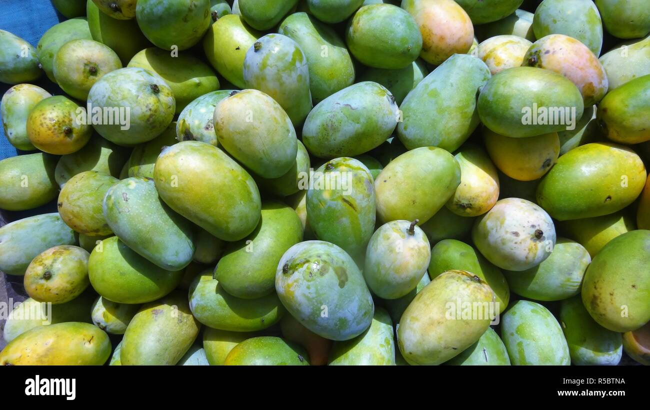 Fresh/Ripe Kesar mangoes for sale in the marketGujarat/India Stock