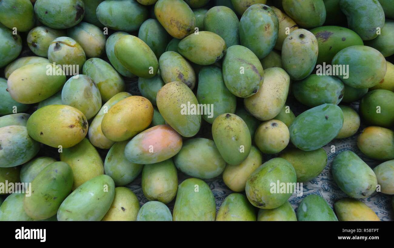Fresh/Ripe Kesar mangoes for sale in the marketGujarat/India Stock