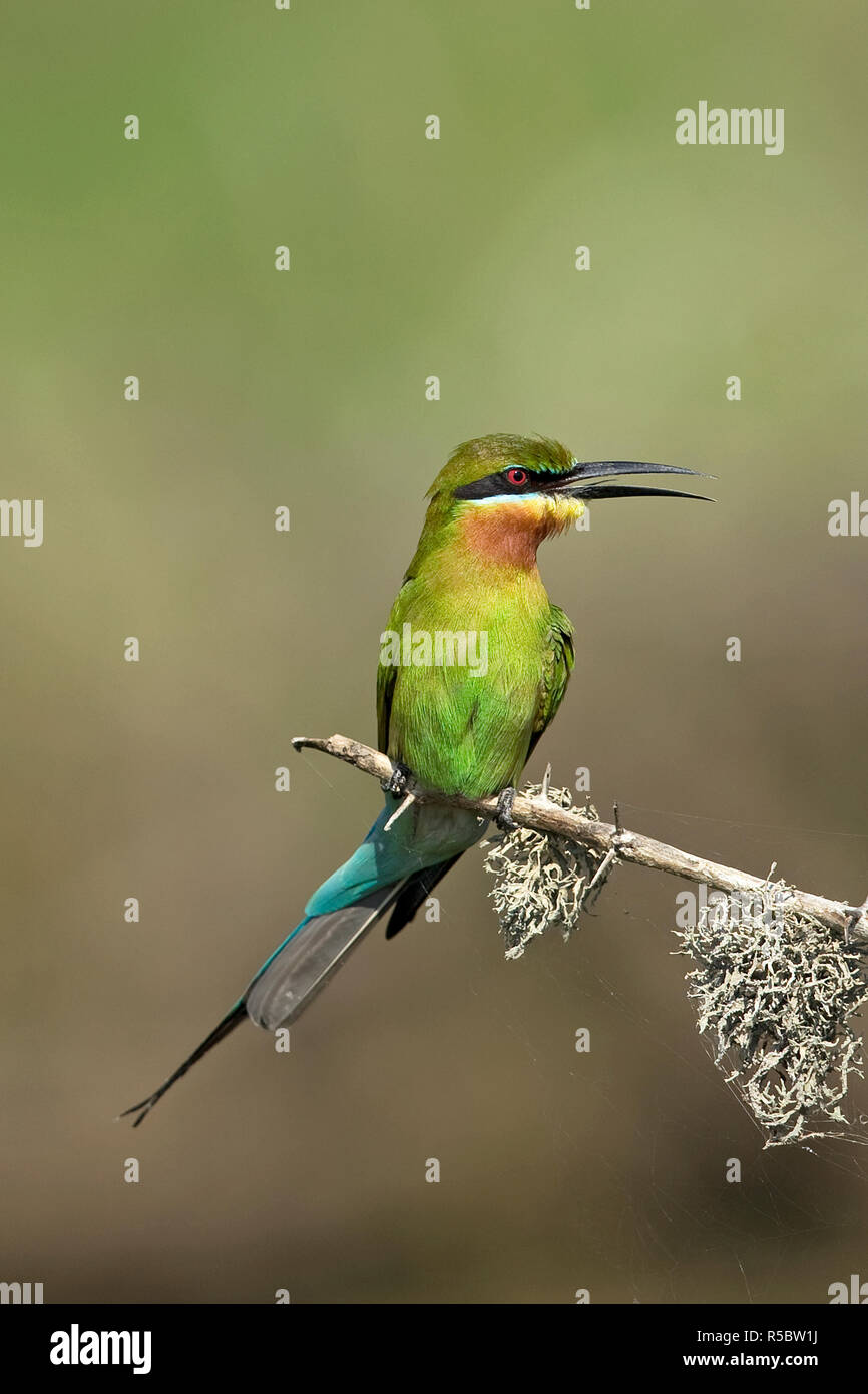 Blue-tailed Bee-eater (Merops philippinus Stock Photo - Alamy