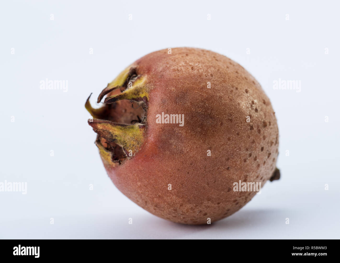 medlar fruit (mespilus germanica) Stock Photo