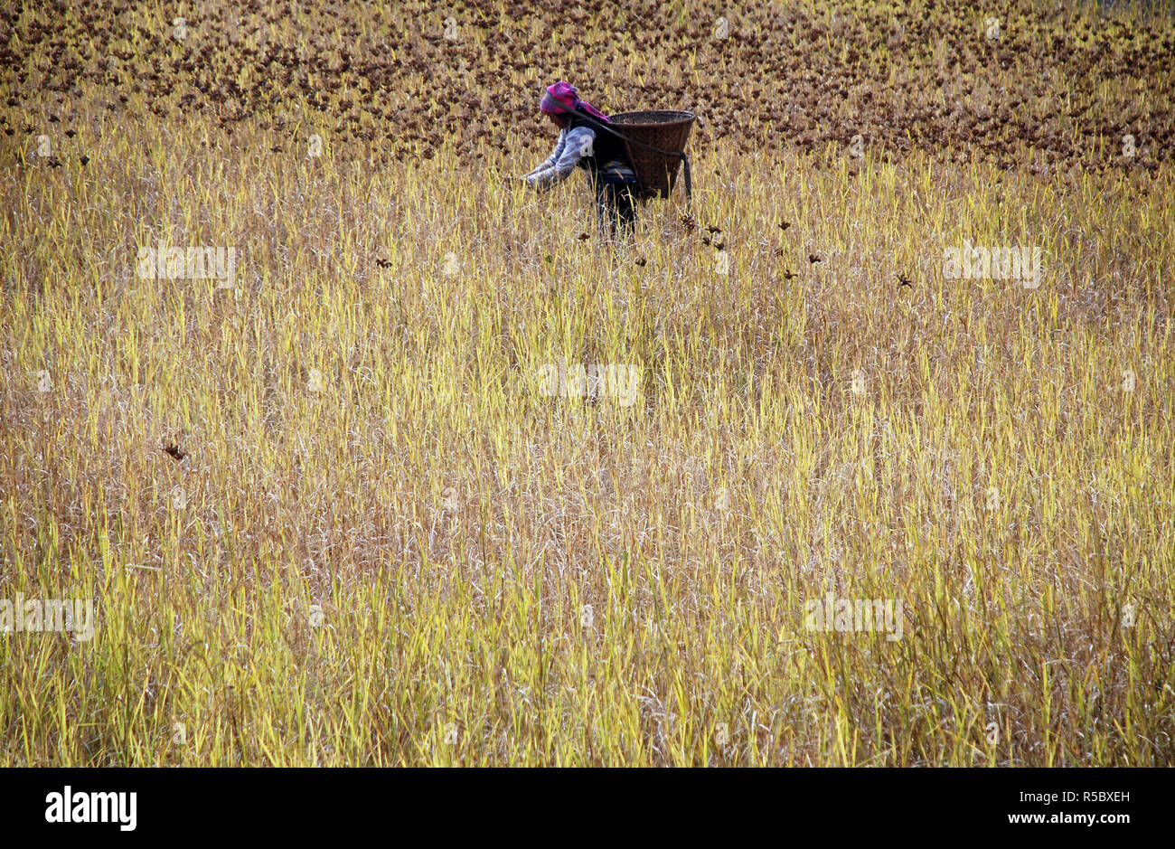 Harvesting fields of millet in the high Himalayas of nepal Stock Photo