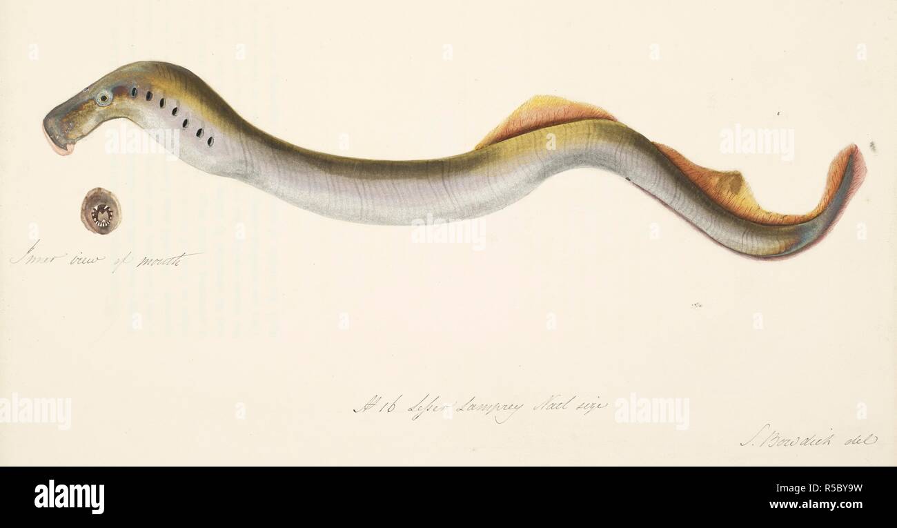 Lamprey London