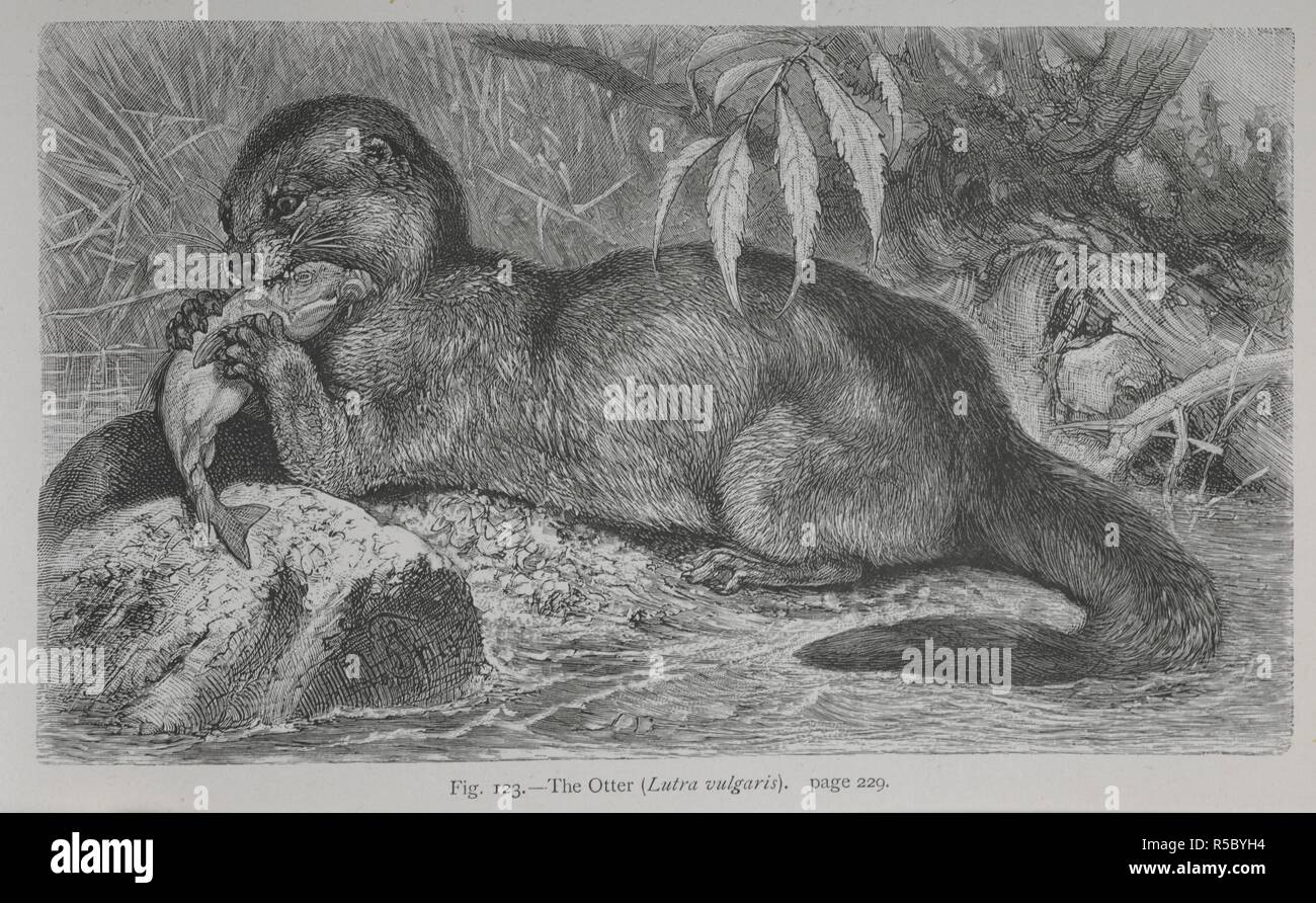 The Otter. The Geographical Distribution of Animals, with a study of the relations of living and extinct faunas as elucidating the past changes of the earth's surface. ... . London, 1876. Source: 07209.dd.1 fig.123. Author: WALLACE, ALFRED RUSSEL. Stock Photo