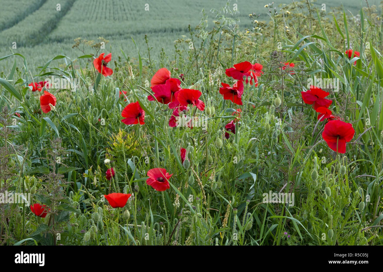 Red poppies black field hi-res stock photography and images - Alamy
