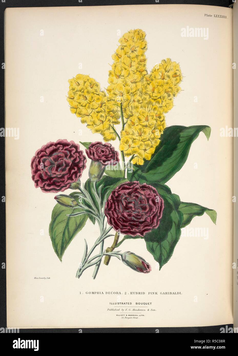 Gomphia Decora. Fig.1. Hybrid pink Garibaldi. Fig. 2. The Illustrated Bouquet, consisting of figures, with descriptions of new flowers. London, 1857-64. Source: 1823.c.13 plate 84. Author: Henderson, Edward George. Sowerby, Miss. Stock Photo