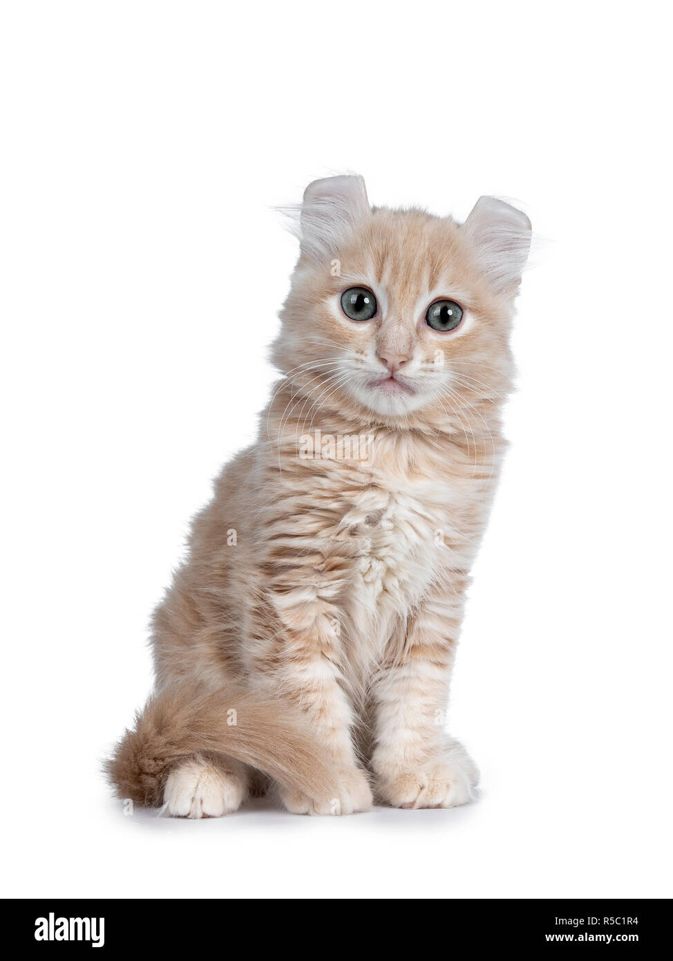 Cat tail curled around hires stock photography and images Alamy