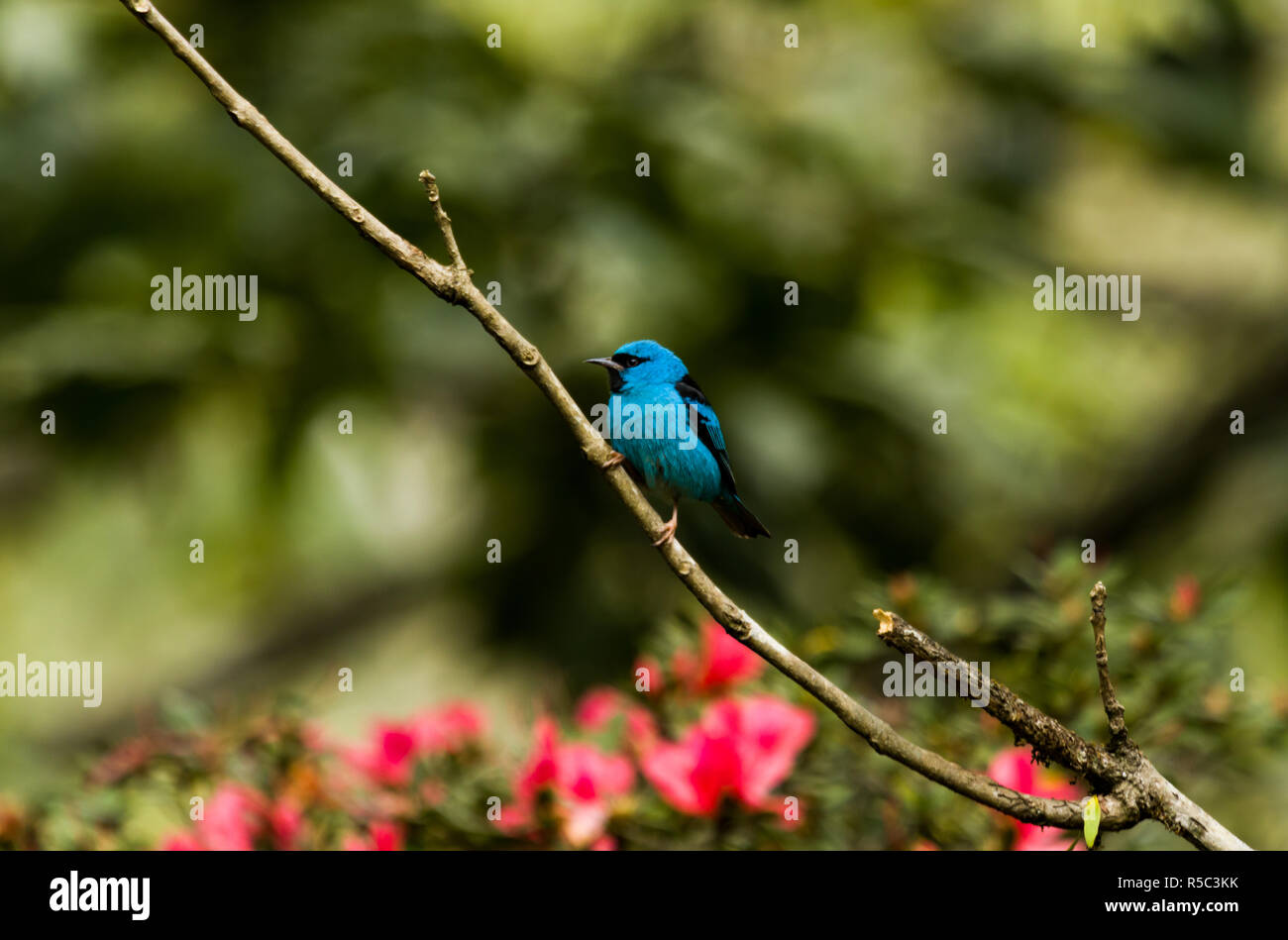 Blue bird perched on trunk Stock Photo
