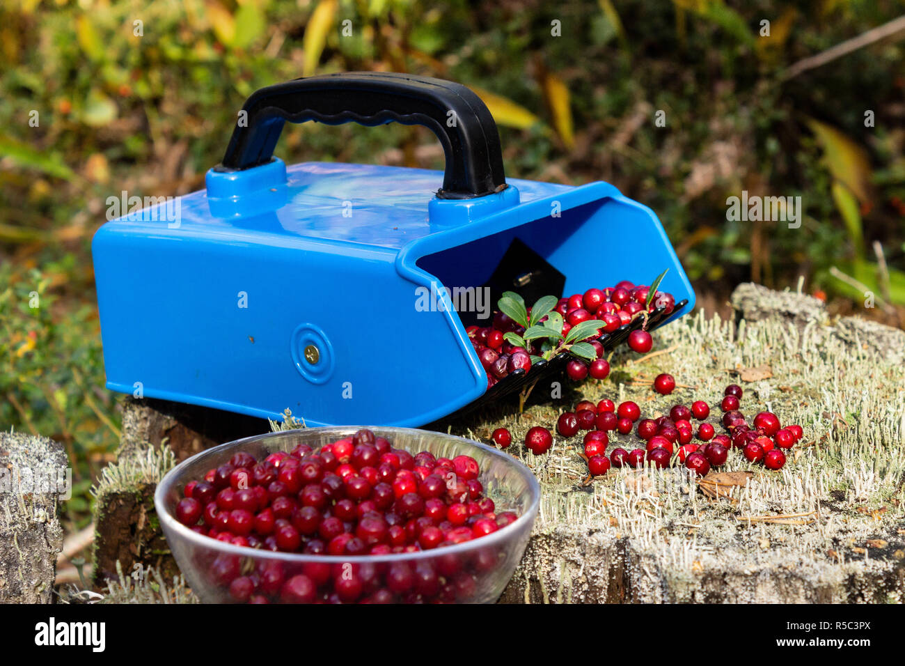 Close view of a blue plastic lingonberry rake and bowl full of raw ripe lingonberries (sp. Vaccinium vitis-idaea) on a tree bark in the forest. Sweden Stock Photo