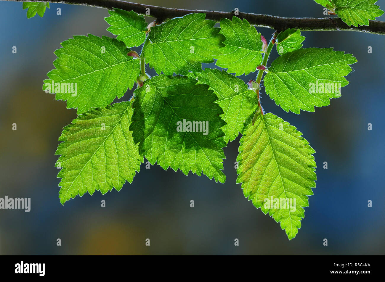 English elm foliage Stock Photo