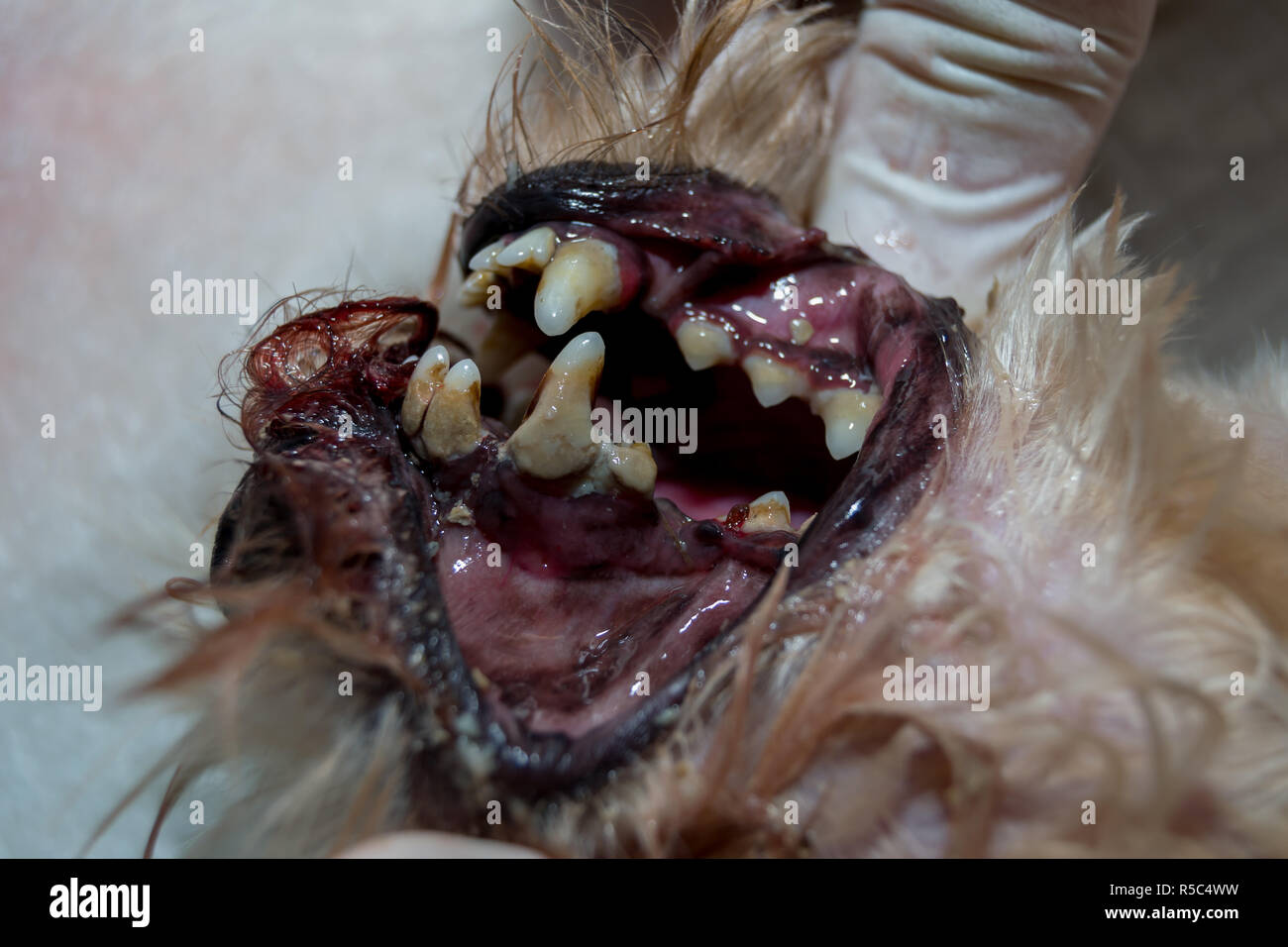 Bacterial plaque. Dog teeth Stock Photo