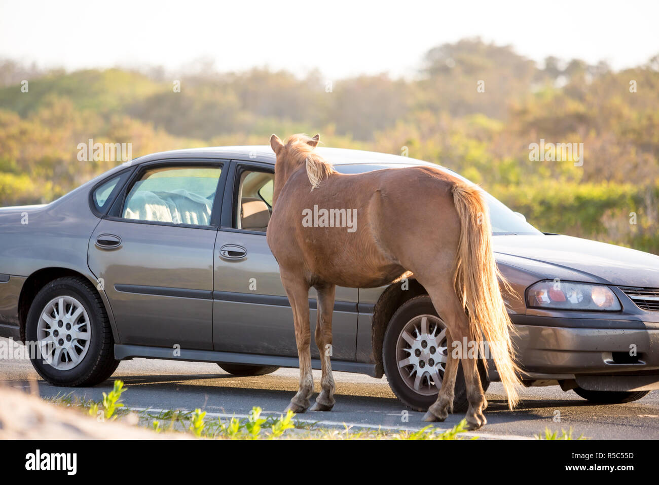 A wild pony (Equus caballus) begging for food from a tourist's car at Assateague Island National Seashore, Maryland. Feeding the ponies is prohibited. Stock Photo