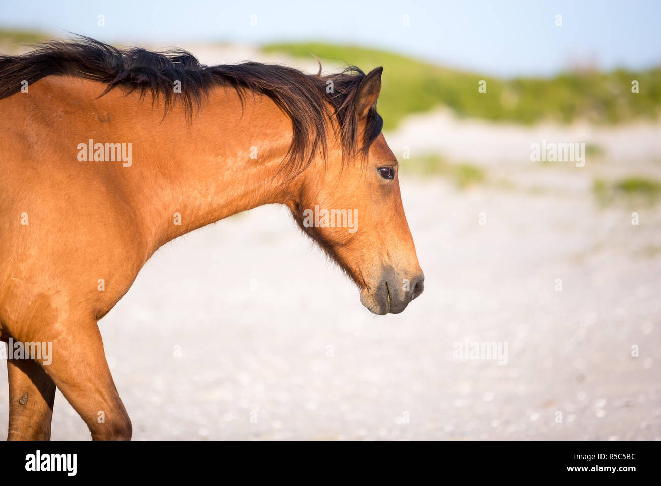 A wild pony (Equus caballus) at Assateague Island National Seashore, Maryland Stock Photo