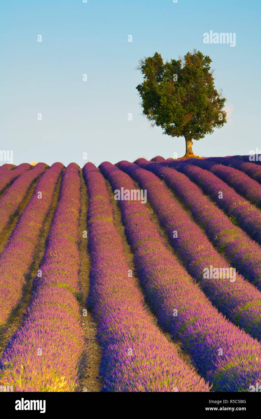Lavender Field, Provence-Alpes-Cote d'Azur, France Stock Photo