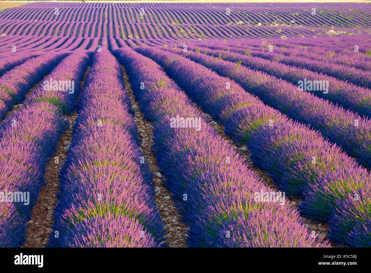 Lavender Field, Provence-Alpes-Cote d'Azur, France Stock Photo