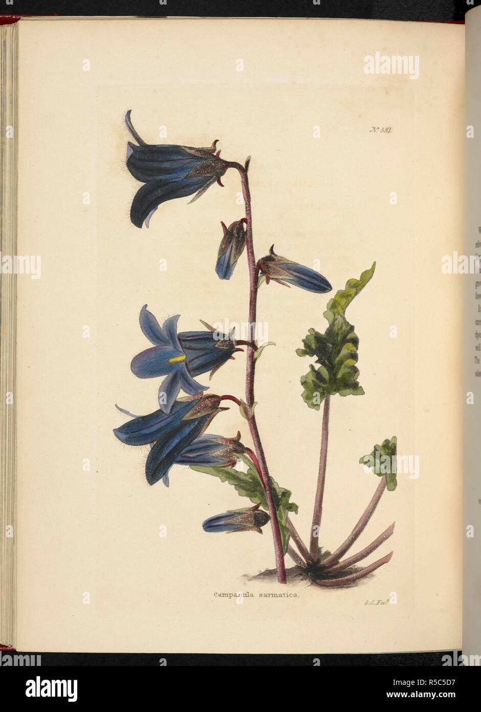 Campanula sarmatica. The Botanical Cabinet, consisting of coloured delineations of plants, from all countries, with a short account of each, etc. By C. Loddiges and Sons ... The plates by G. Cooke. vol. 1-20. London, 1817-33. Source: 443.b.10, vol.6, no.581. Author: Cooke, George. Stock Photo