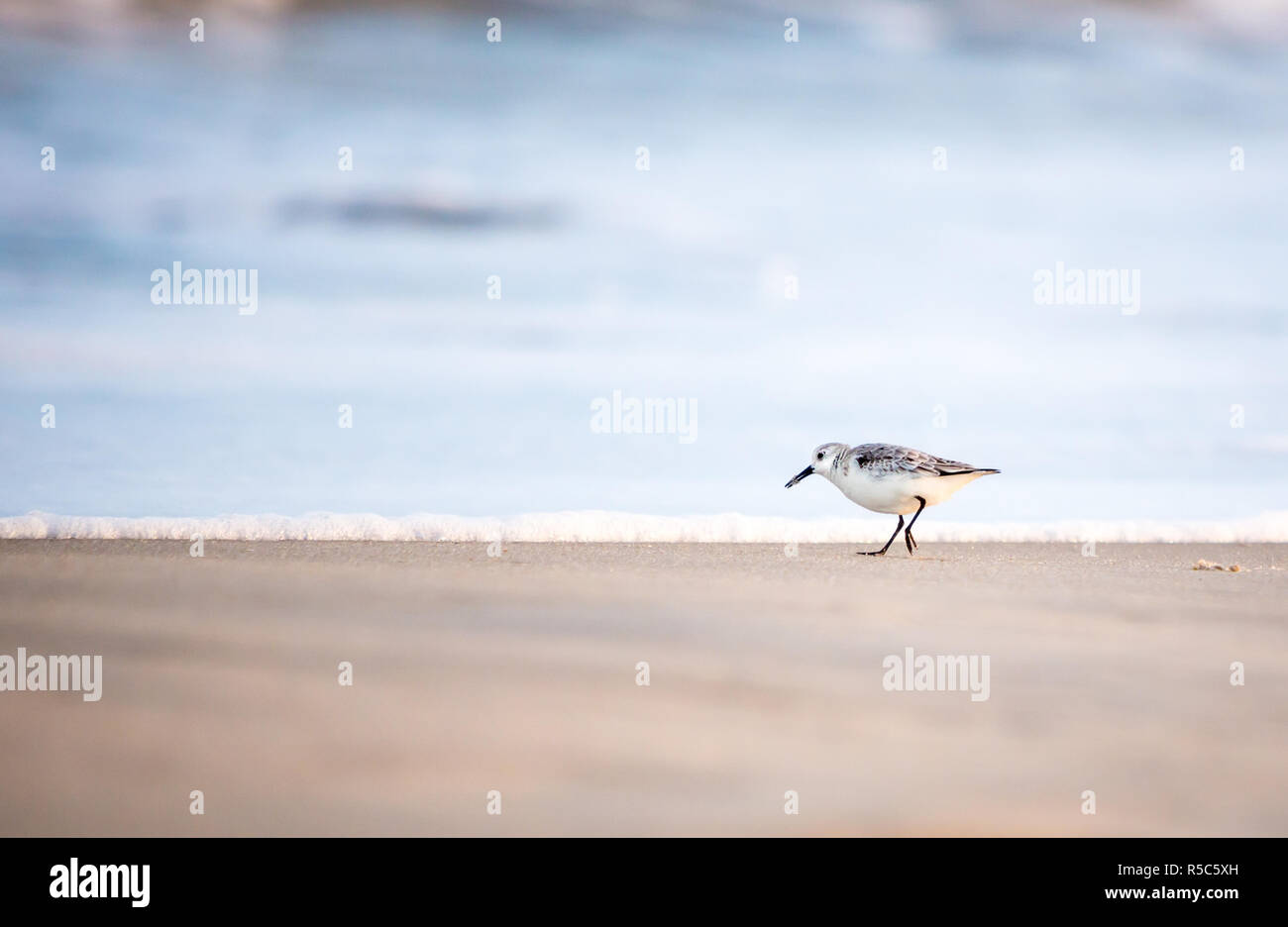 A Sanderling (Calidris alba) foraging for food along the water's edge at Assateague Island National Seashore, Maryland Stock Photo