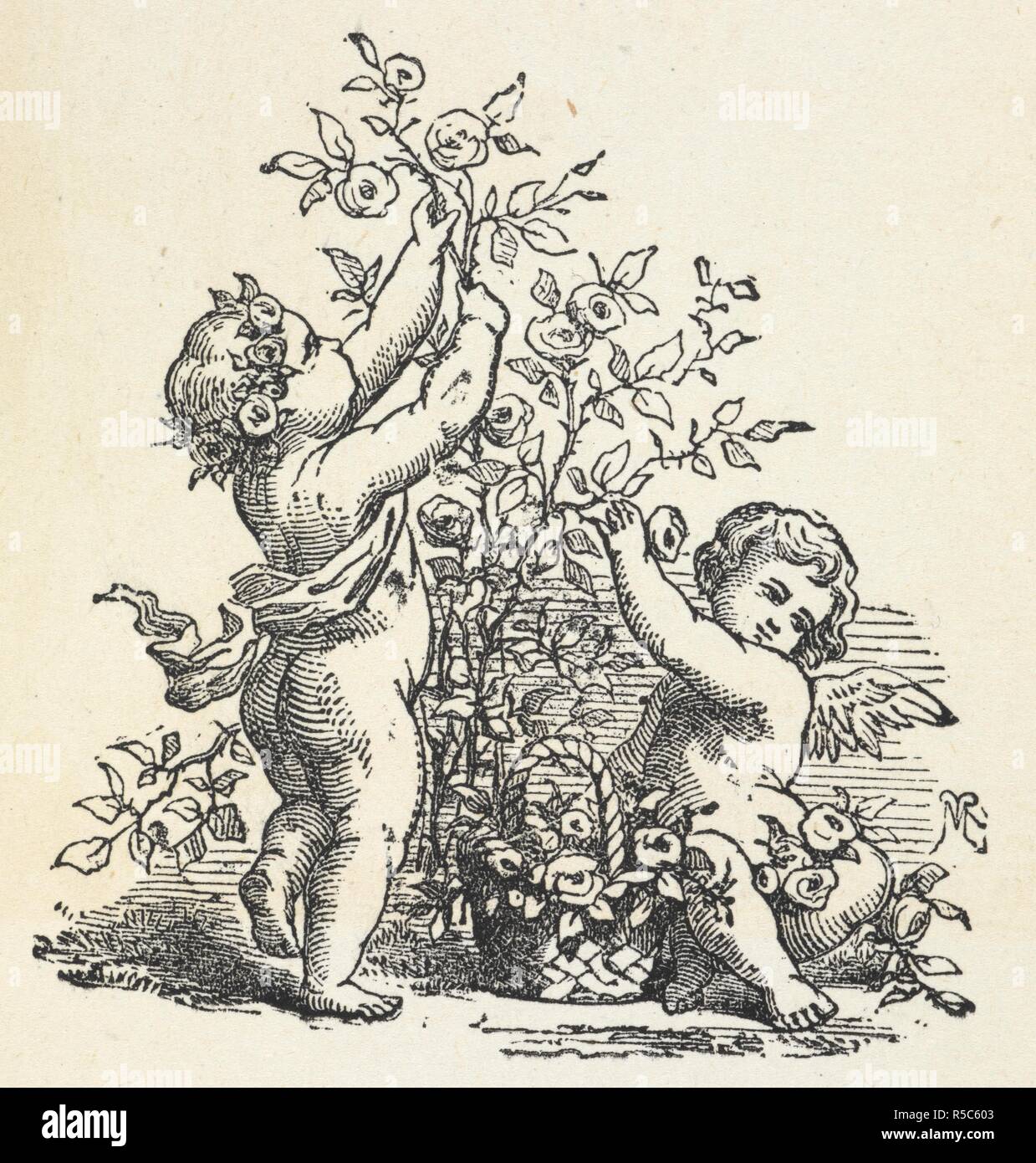 Two cherubs with a rose bush. The Robin Redbreast Picture Book. With ... illustrations. London ; New York, [1873]. Source: 12803.aaa.62. opposite plate 39 detail. Author: ANON. Stock Photo