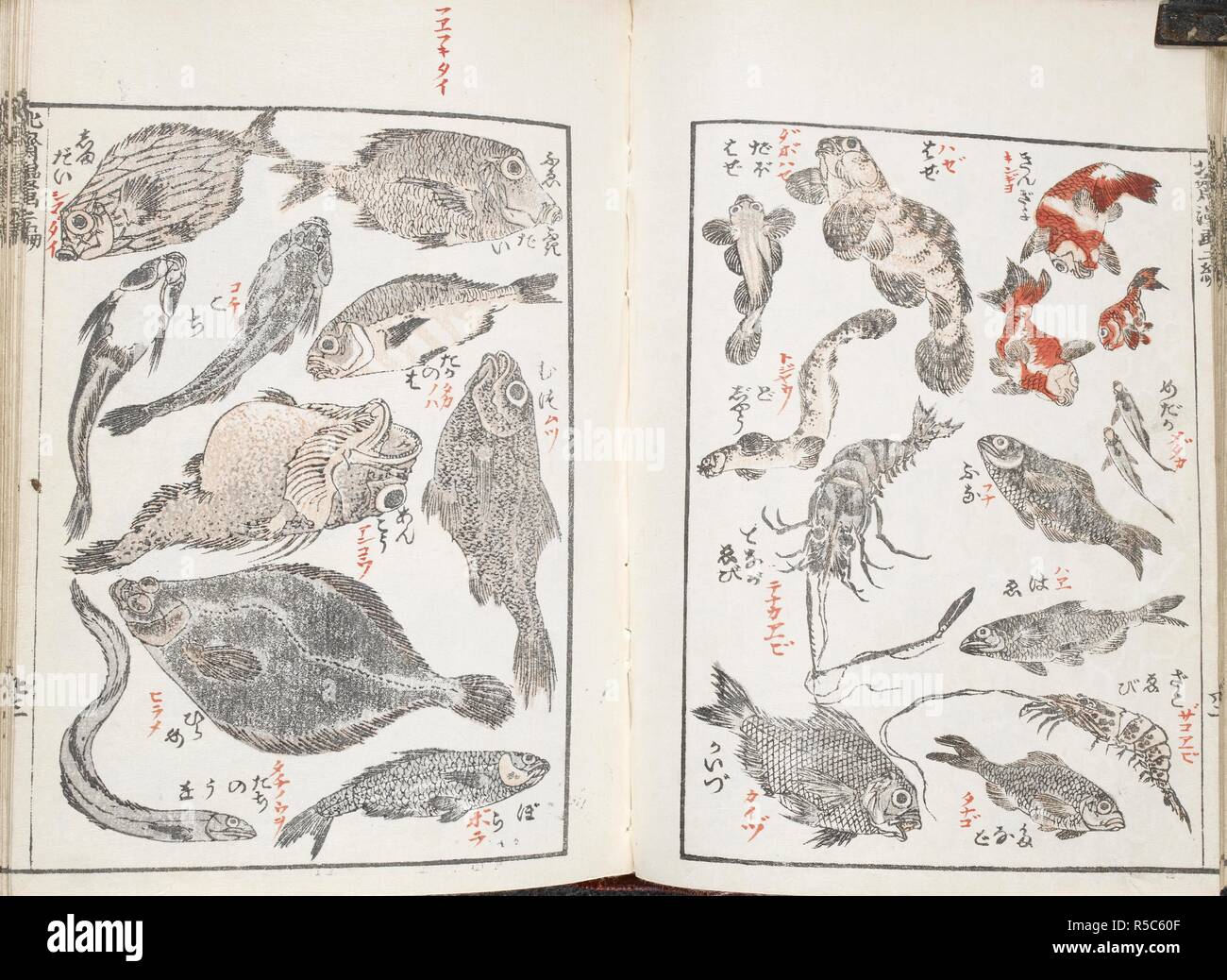 Japanese Sketches Of Fish And Sea Creatures Hokusai Manga 19th 