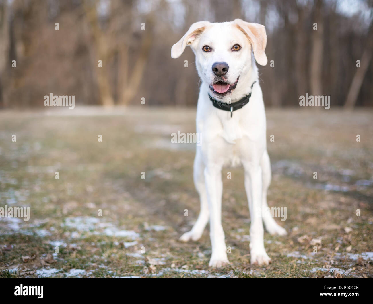 What Size Dog Collar For A Labrador